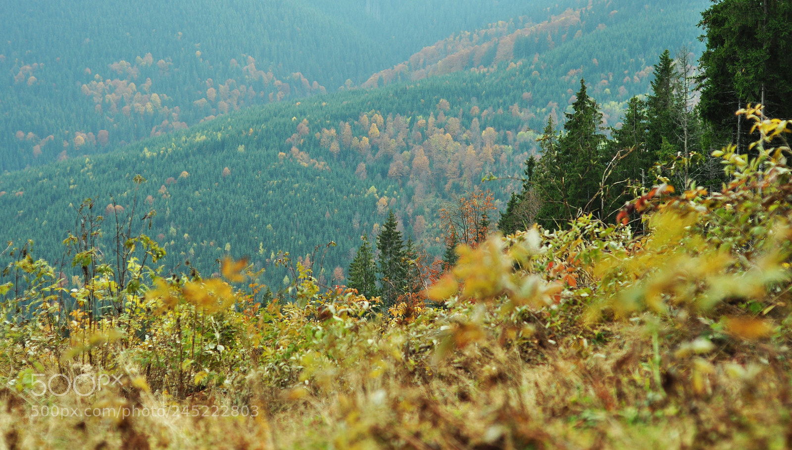 Nikon D90 sample photo. To spy on autumn photography