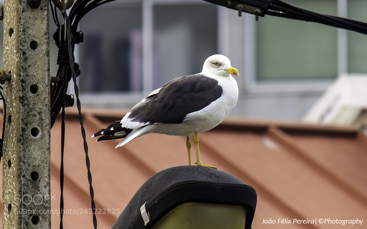 Canon EOS 100D (EOS Rebel SL1 / EOS Kiss X7) sample photo. Gaivota ii photography
