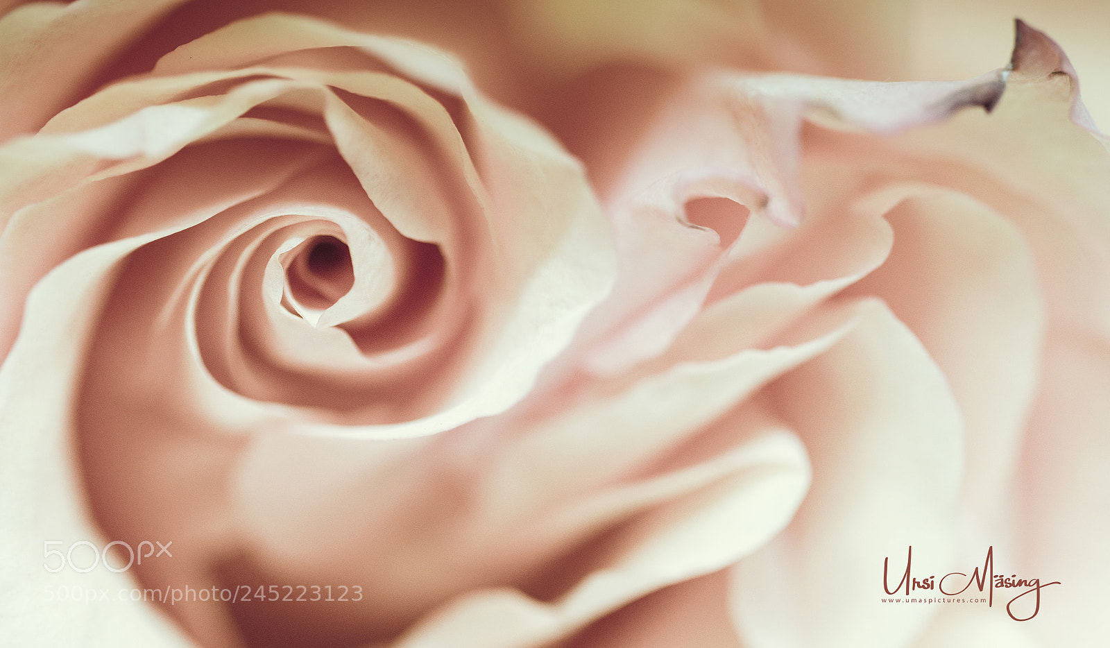 Sony SLT-A99V sample photo. Rose photography
