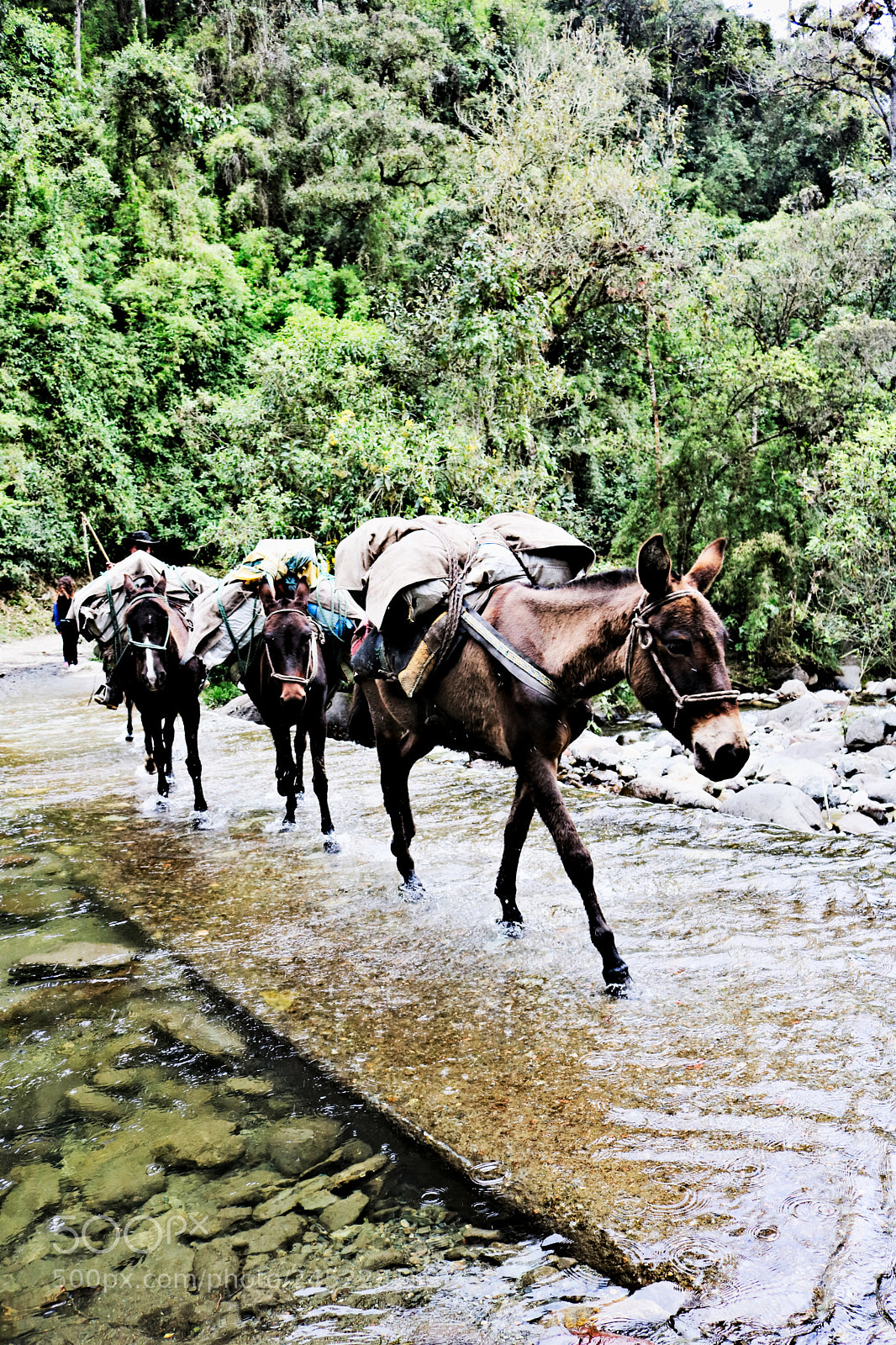 Canon EOS 750D (EOS Rebel T6i / EOS Kiss X8i) sample photo. Mules photography