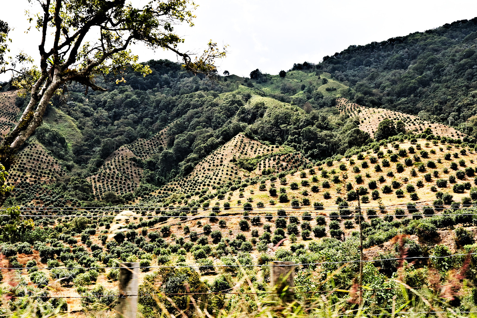 Canon EOS 750D (EOS Rebel T6i / EOS Kiss X8i) sample photo. Hass avocado crops photography