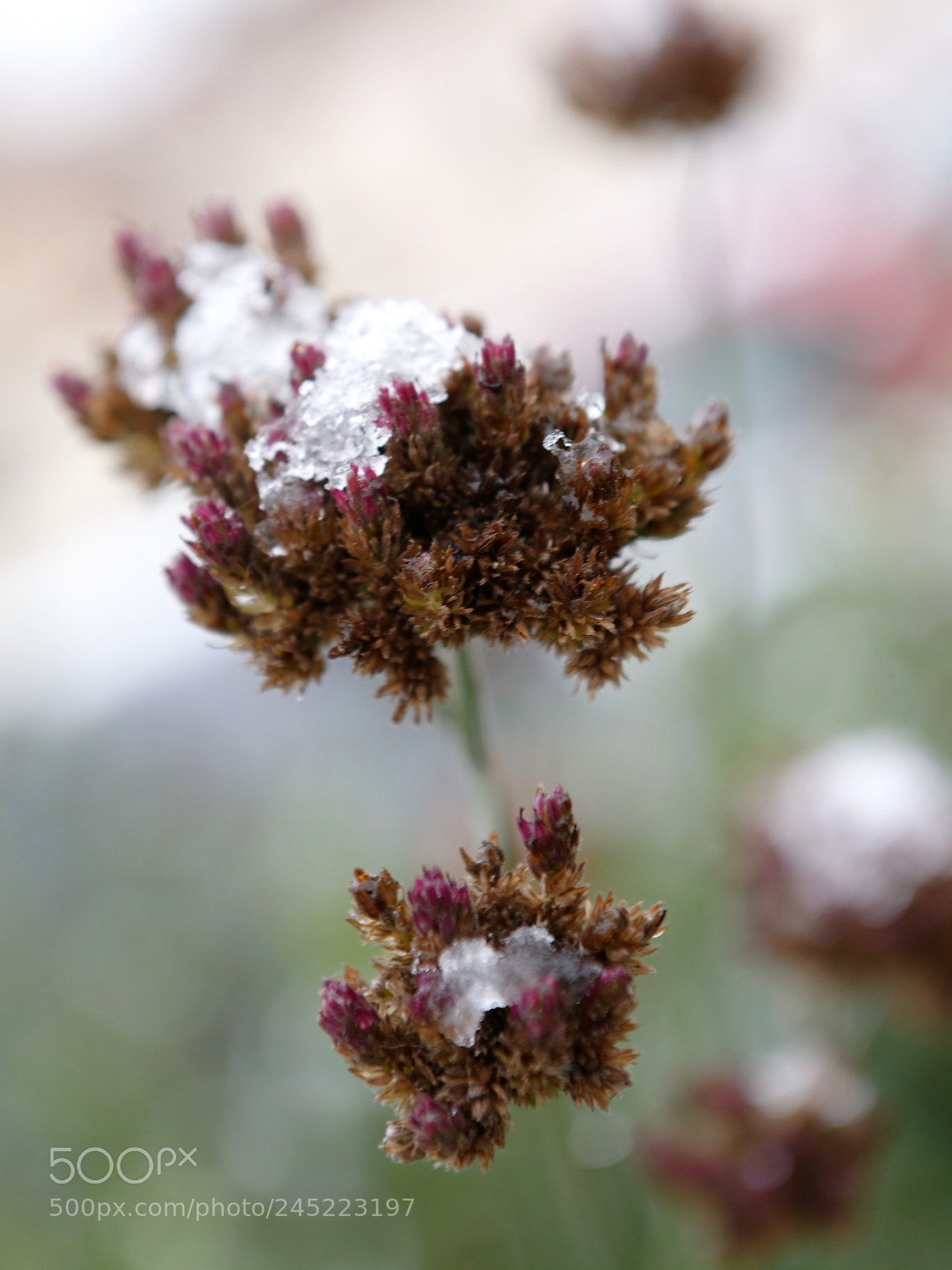 Nikon D4 sample photo. Frozen photography