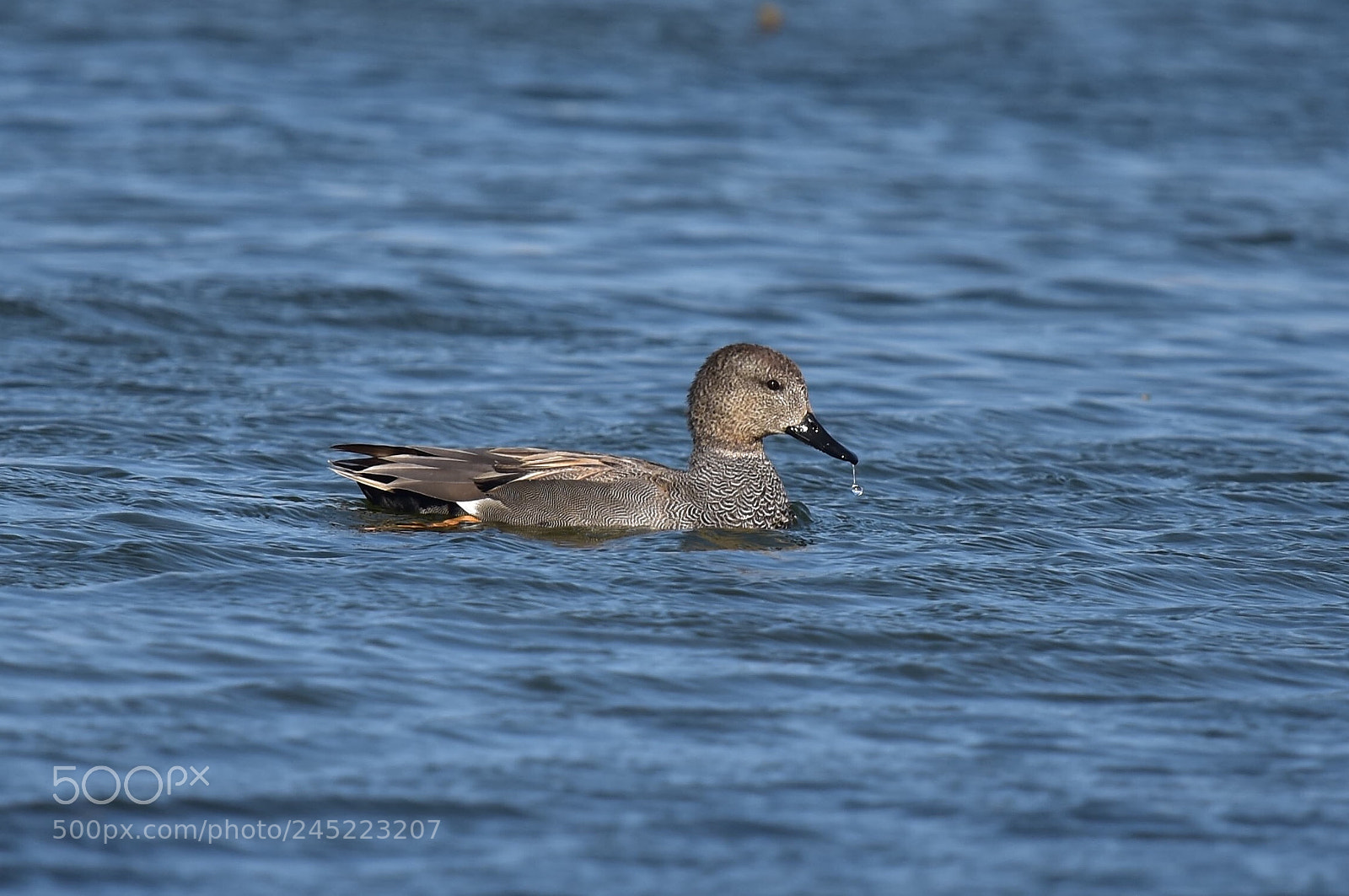 Nikon D7200 sample photo. Duck photography