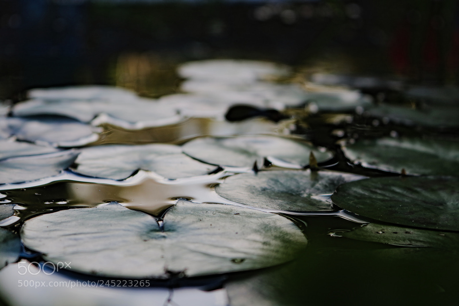 Canon EOS 750D (EOS Rebel T6i / EOS Kiss X8i) sample photo. Lotus photography