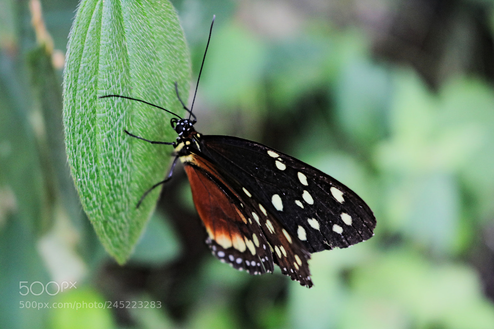 Canon EOS 750D (EOS Rebel T6i / EOS Kiss X8i) sample photo. Butterfly photography