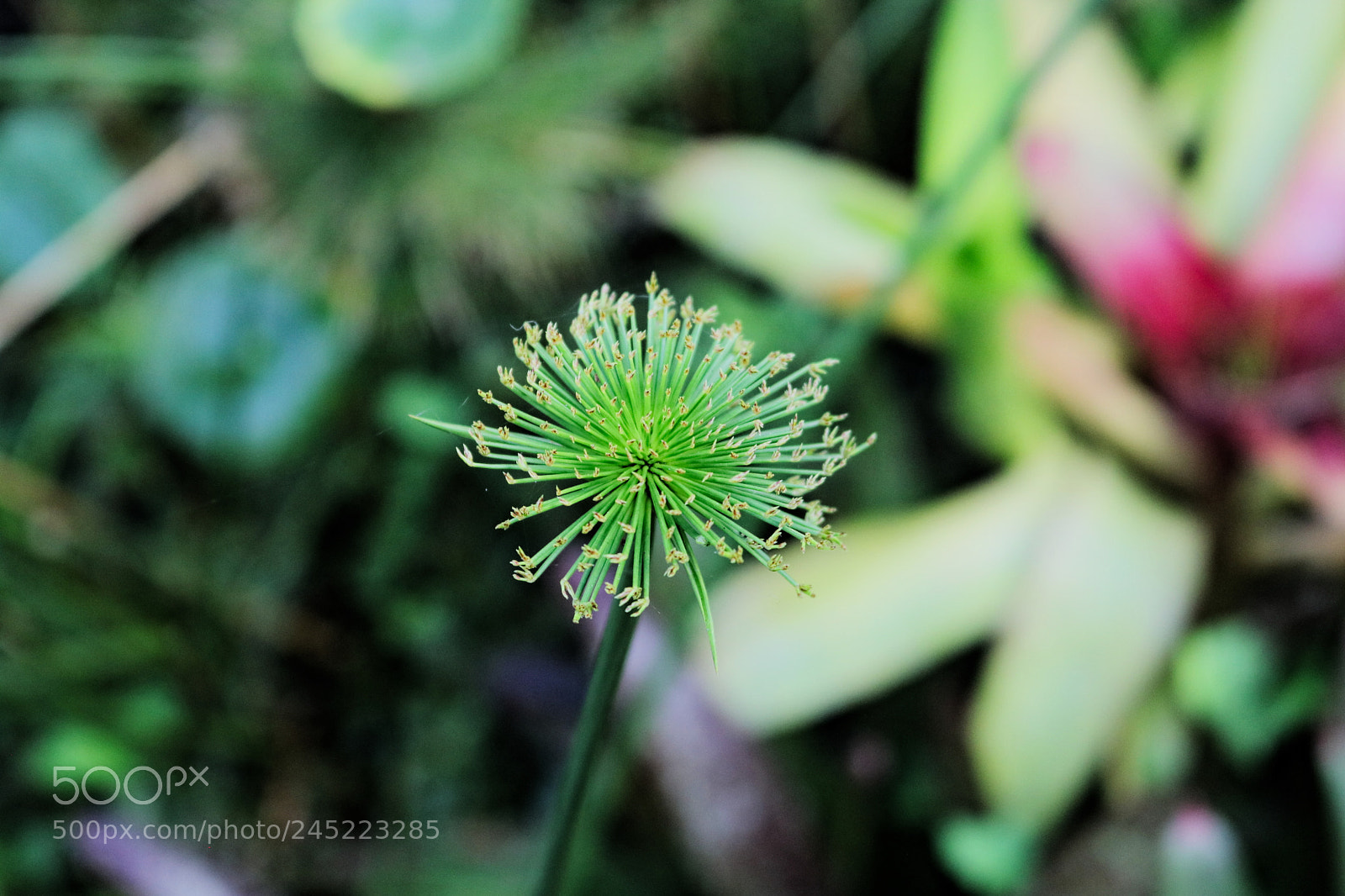 Canon EOS 750D (EOS Rebel T6i / EOS Kiss X8i) sample photo. Dandelion photography