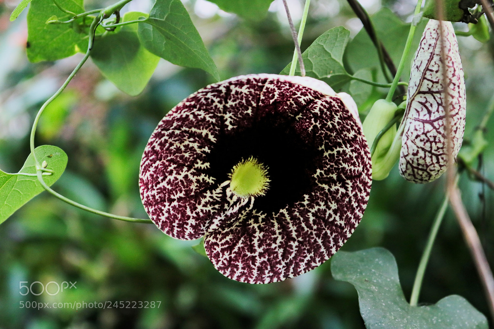 Canon EOS 750D (EOS Rebel T6i / EOS Kiss X8i) sample photo. Weird plant photography
