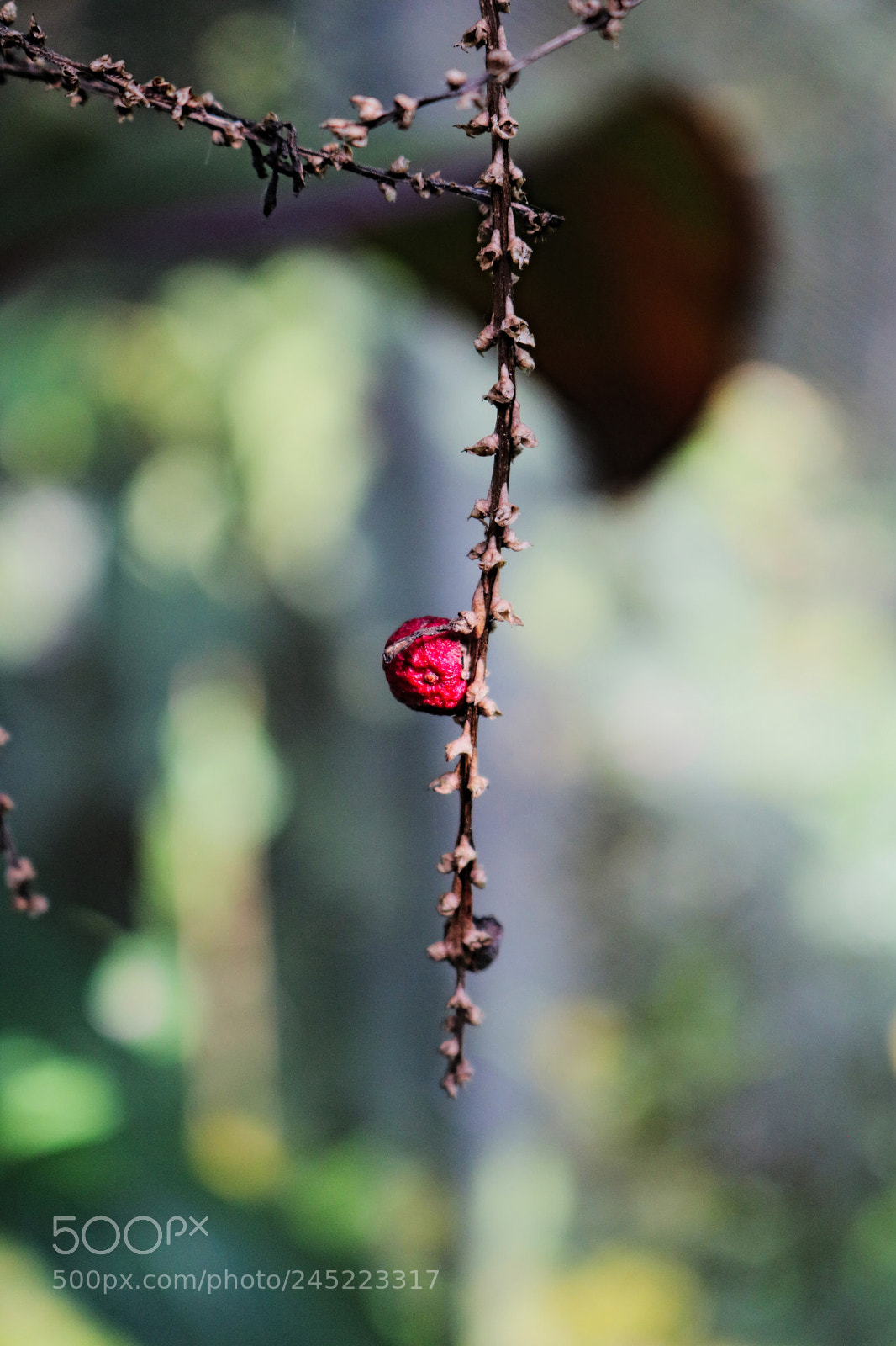 Canon EOS 750D (EOS Rebel T6i / EOS Kiss X8i) sample photo. Weird plant photography