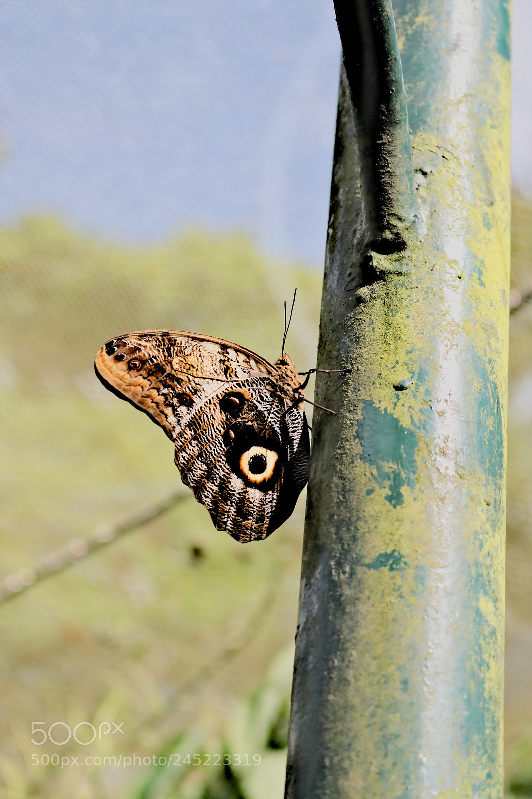 Canon EOS 750D (EOS Rebel T6i / EOS Kiss X8i) sample photo. Butterfly photography