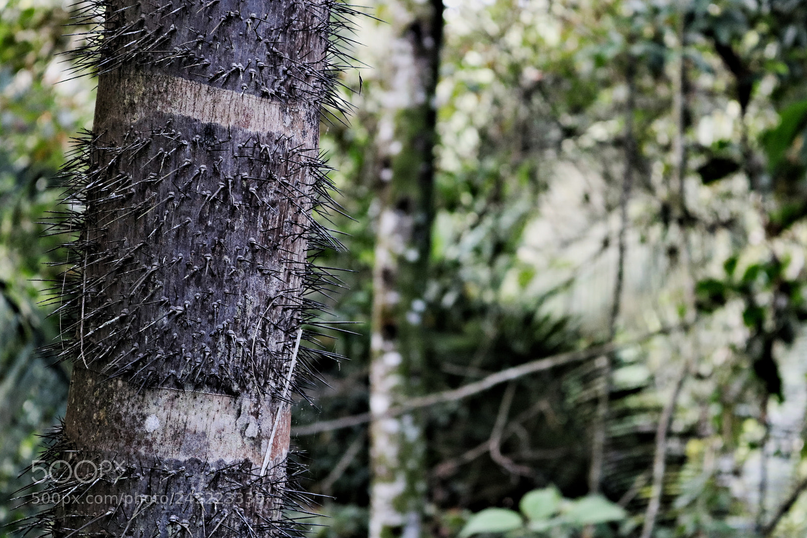 Canon EOS 750D (EOS Rebel T6i / EOS Kiss X8i) sample photo. Thorn tree photography