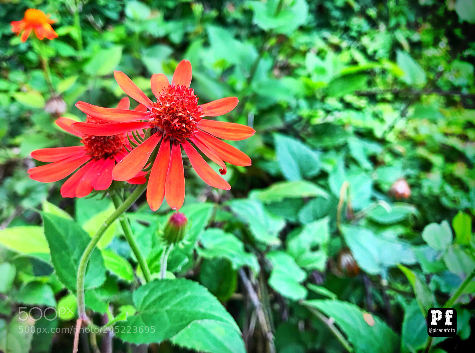 Apple iPhone 7 sample photo. Piranafoto brazil instagram piranafoto.photogr photography