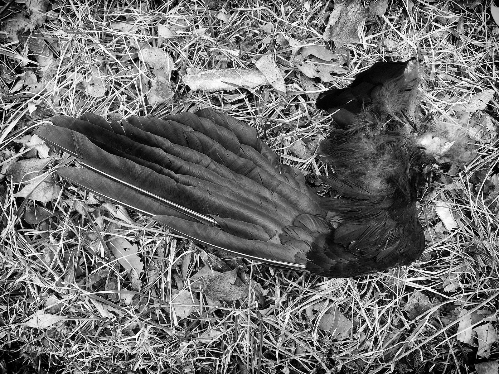Apple iPhone 5s sample photo. Wing photography
