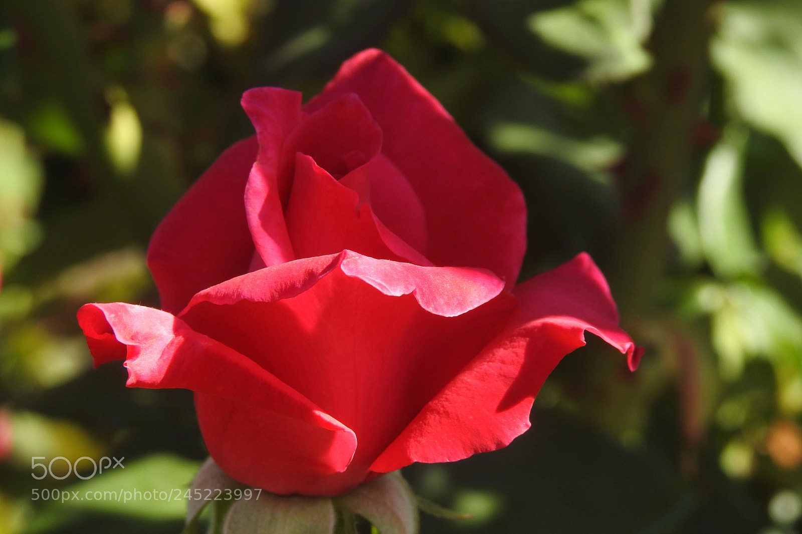 Nikon Coolpix P900 sample photo. Another rose photography
