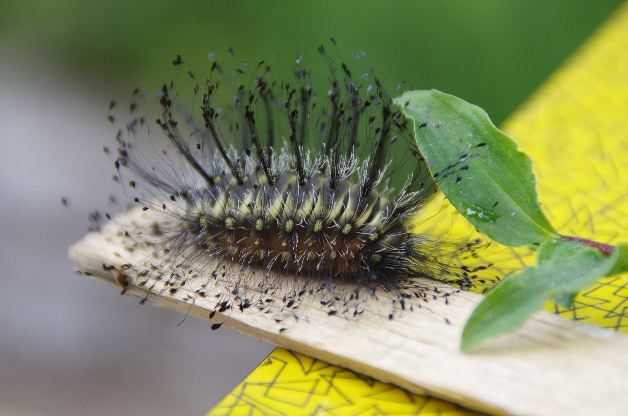 Pentax K-5 II sample photo. Caterpillar (megalopyge urens) photography