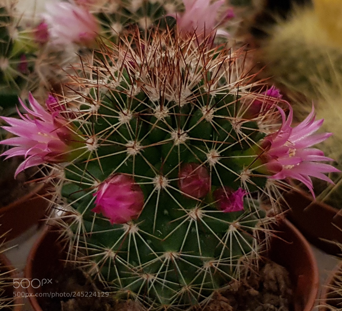 Samsung Galaxy S8 sample photo. Sharp beauty photography