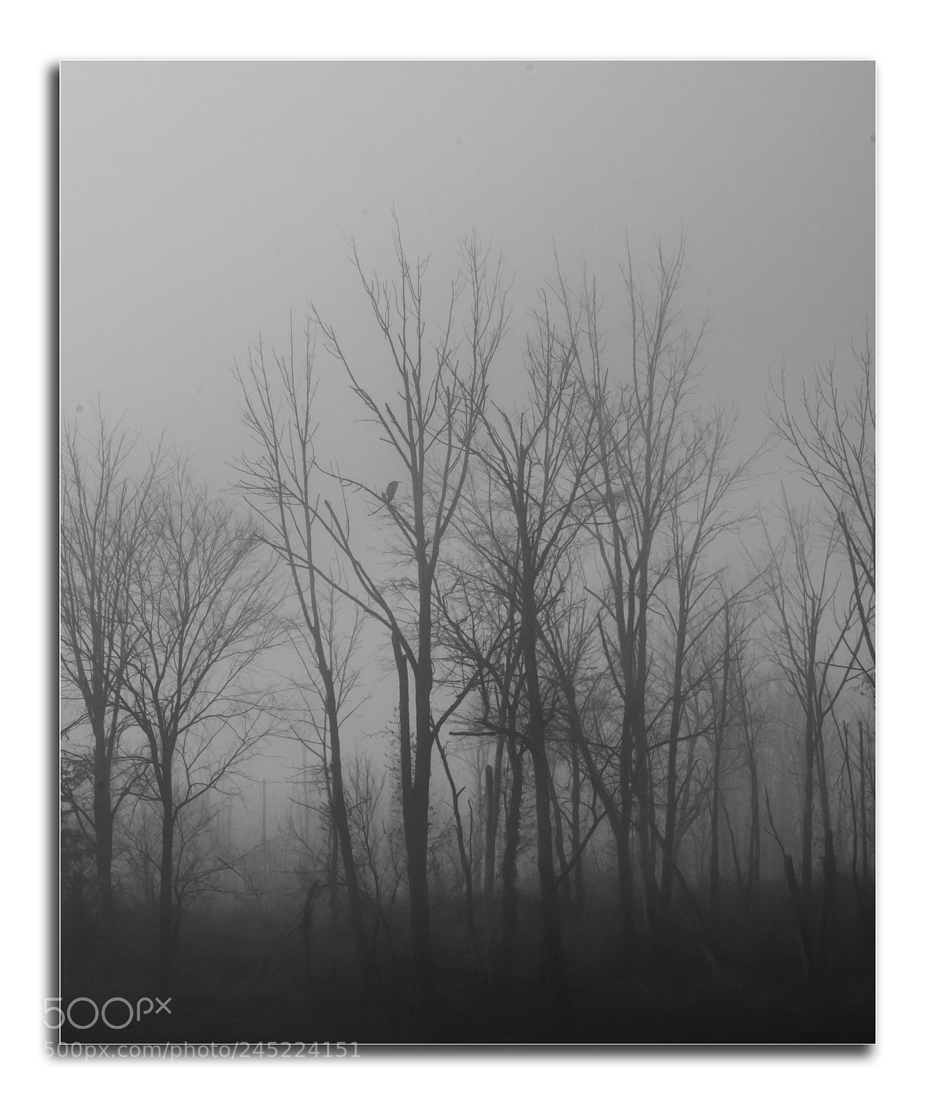 Nikon D500 sample photo. Serene photography