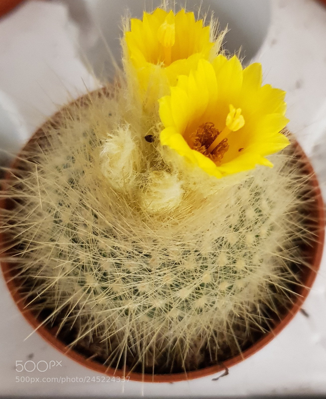 Samsung Galaxy S8 sample photo. Sharp yellow photography