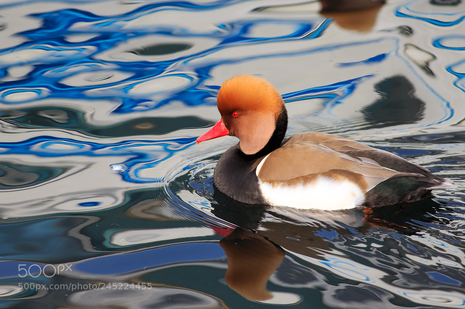 Canon EOS-1D X sample photo. A duck in zurich photography