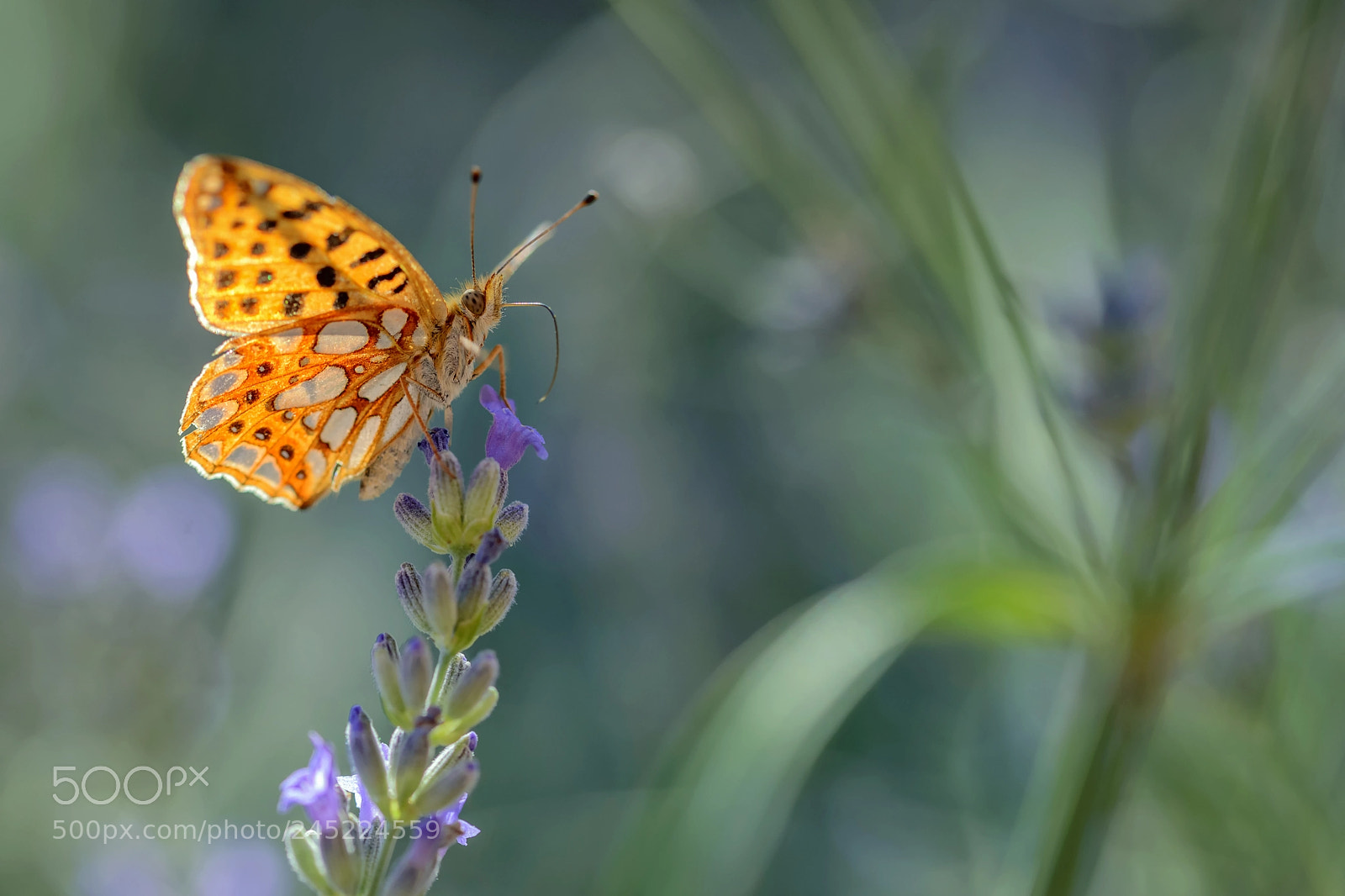 Nikon D610 sample photo. Issoria lathonia photography