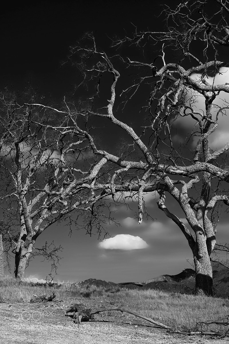 Fujifilm X-T10 sample photo. Tree arched cloud web photography