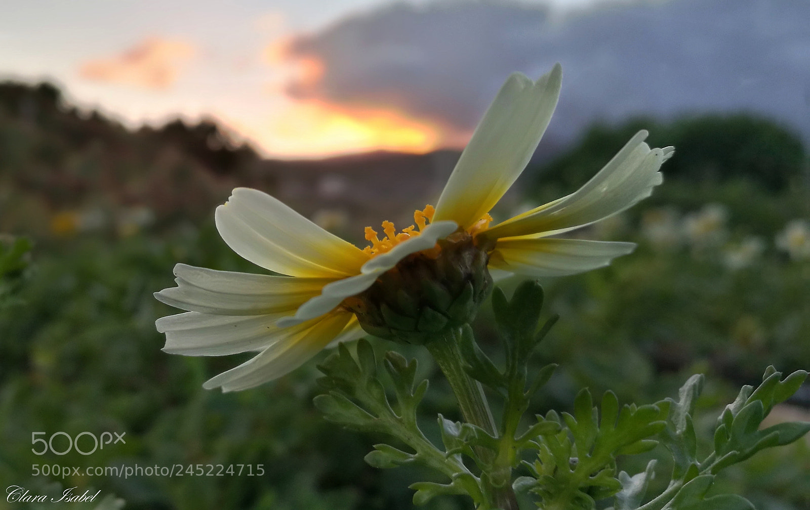 HUAWEI P9 Plus sample photo. Magia en el atardecer... photography
