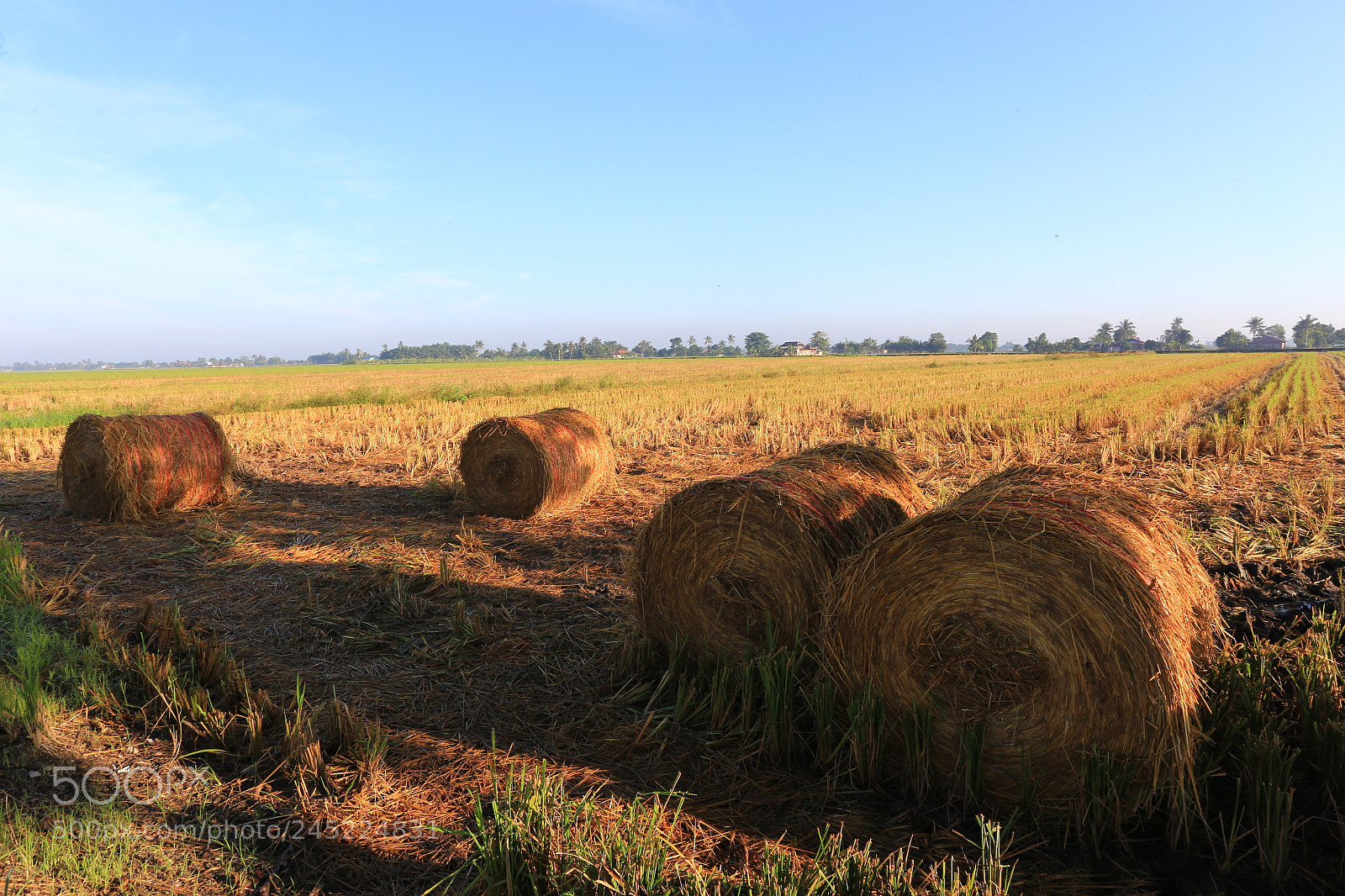 Canon EOS 6D + Canon EF 17-40mm F4L USM sample photo. Rolls of paddy straw photography