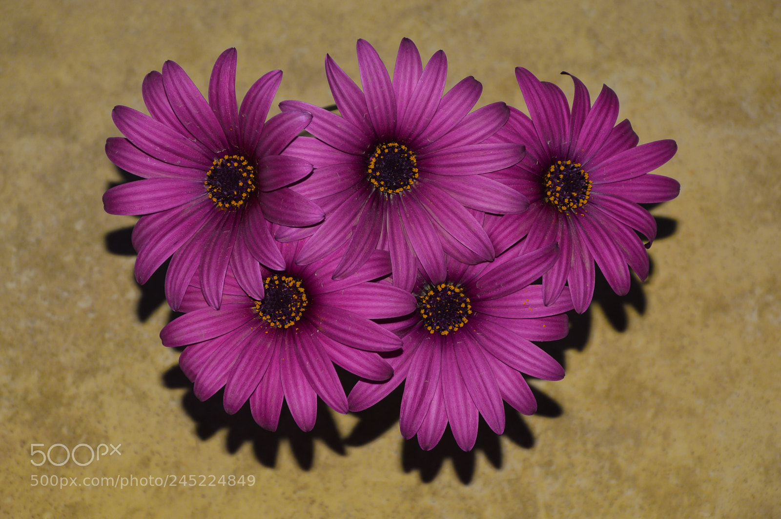 Nikon D3200 sample photo. Dimorphotheca photography
