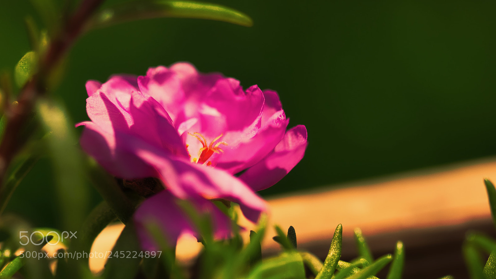 Sony SLT-A65 (SLT-A65V) sample photo. Untitled photography