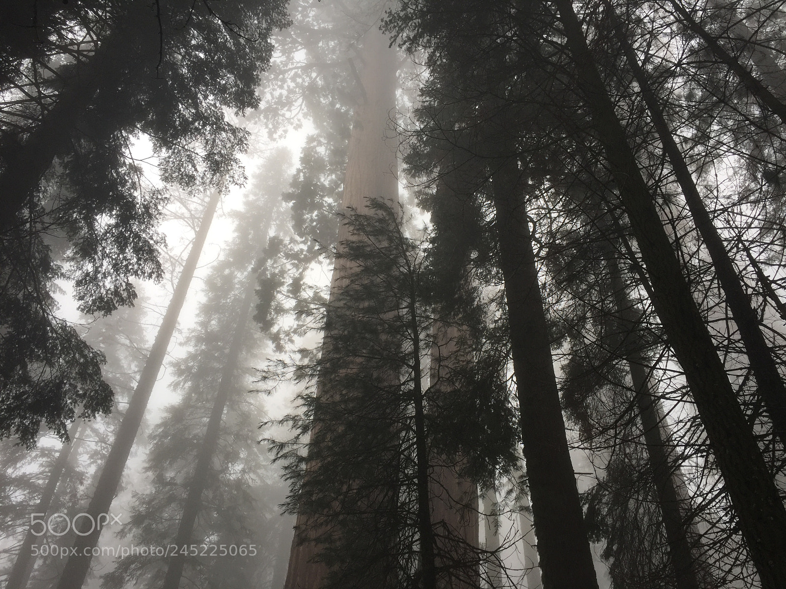 Apple iPhone 6 sample photo. Morning fog photography