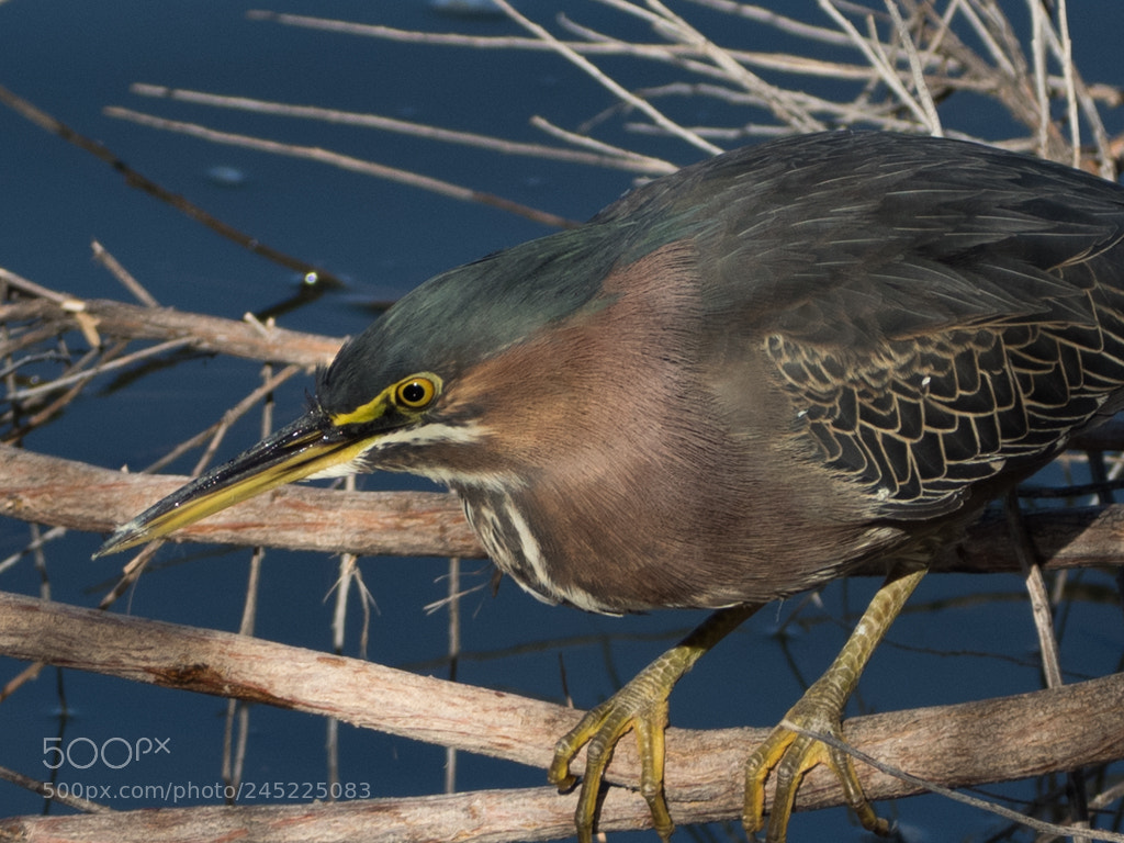 Olympus OM-D E-M5 II sample photo. Green heron photography