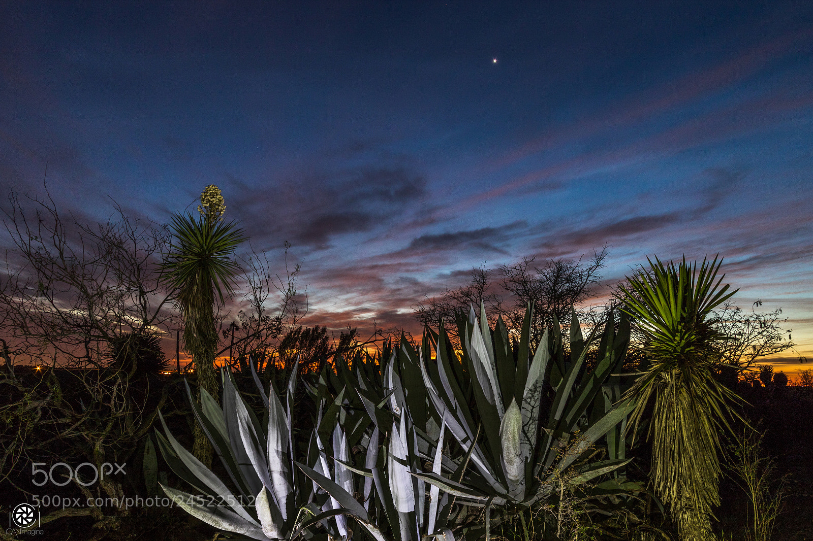 Canon EOS 7D Mark II sample photo. South texas monte photography