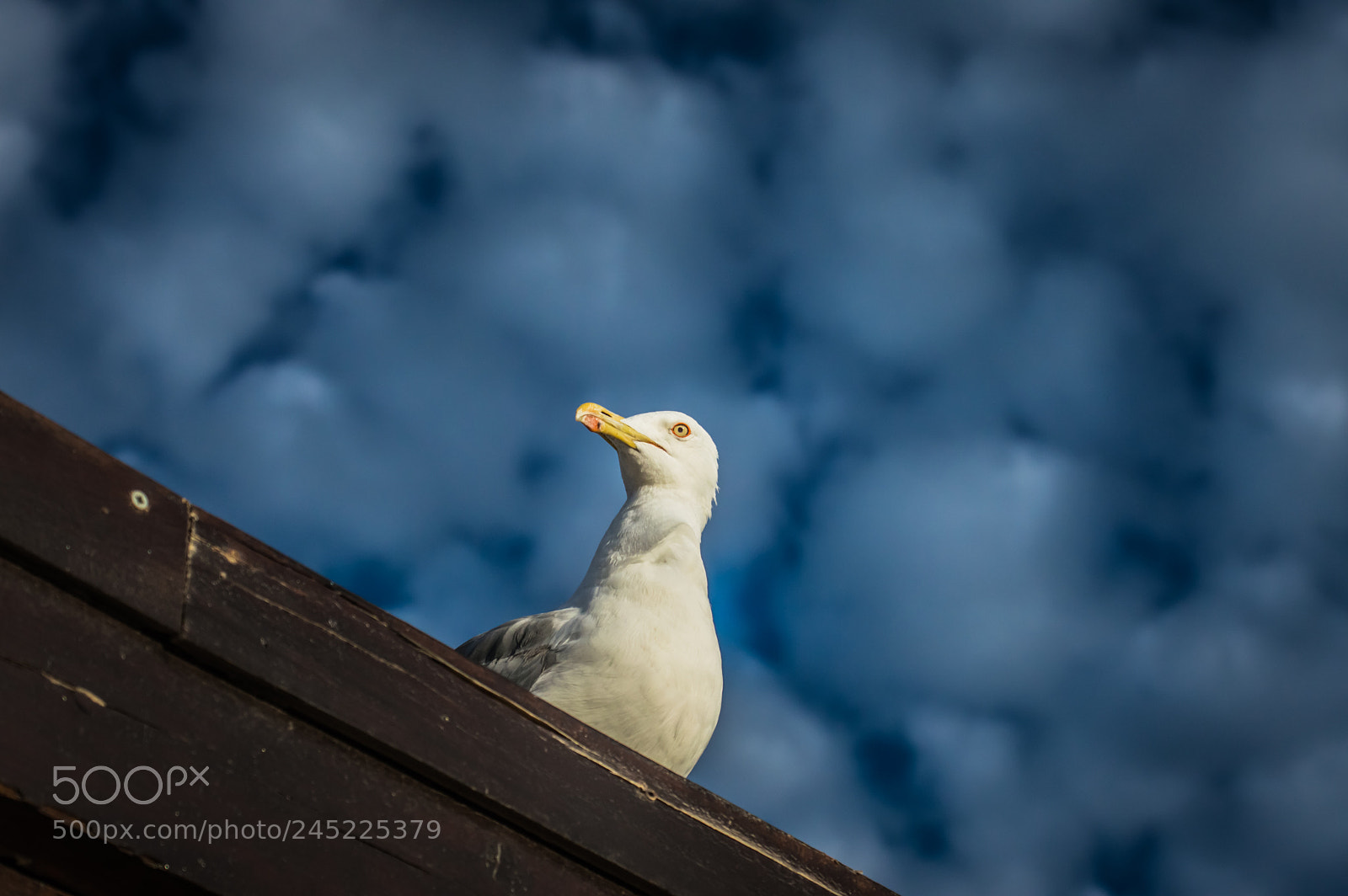 Nikon D3200 sample photo. Gaviota photography