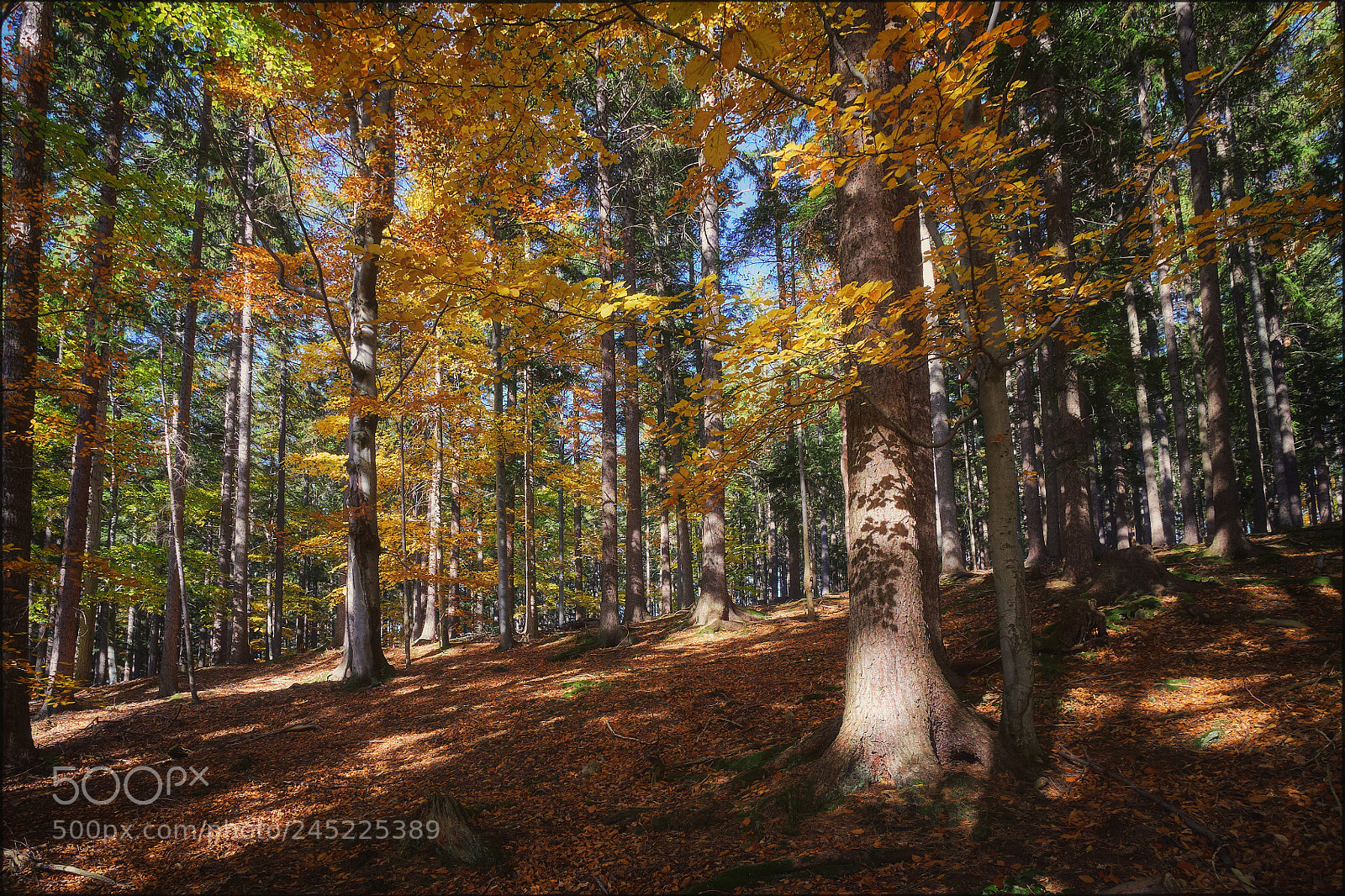 Fujifilm X-T1 sample photo. Memory of autumn photography