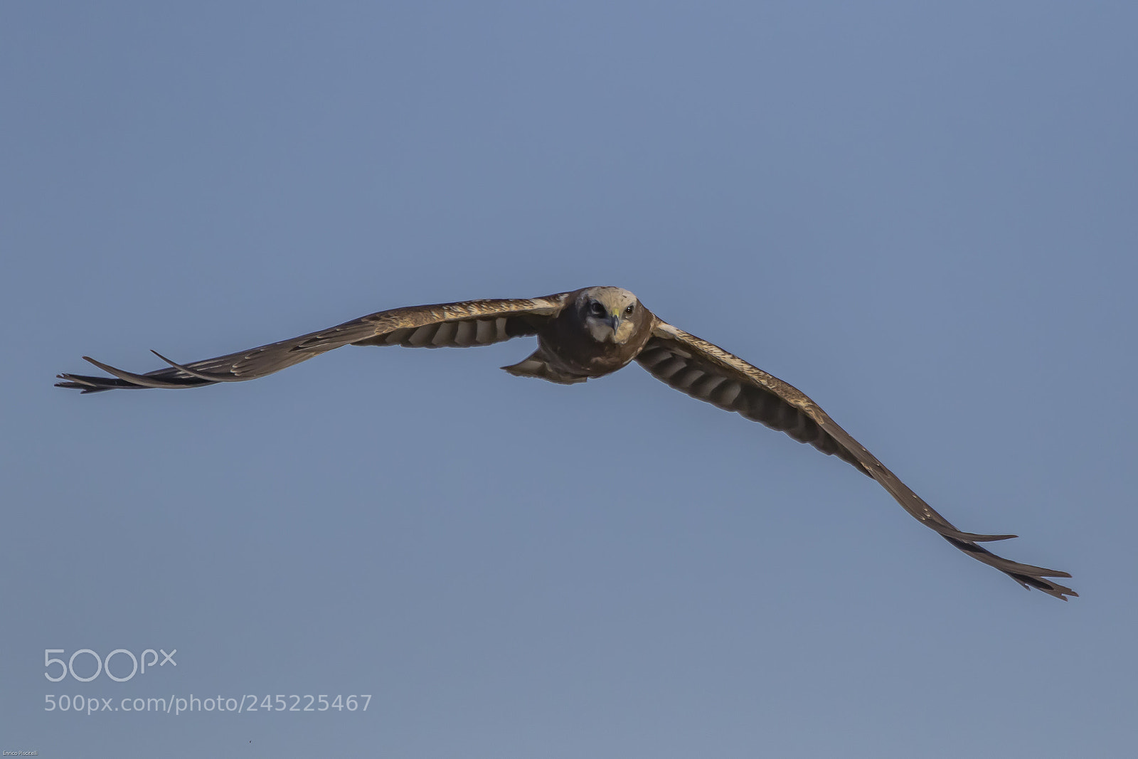 Canon EOS 7D Mark II sample photo. Falco di palude photography