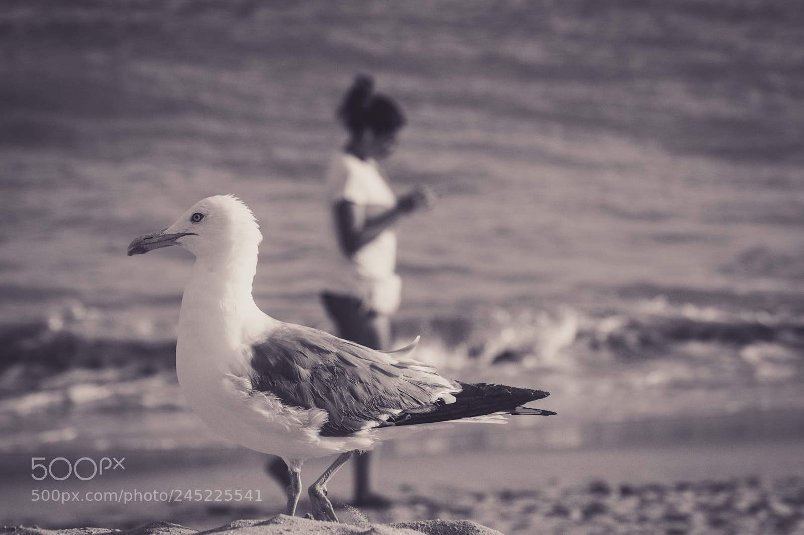 Nikon D3200 sample photo. Gaviota photography