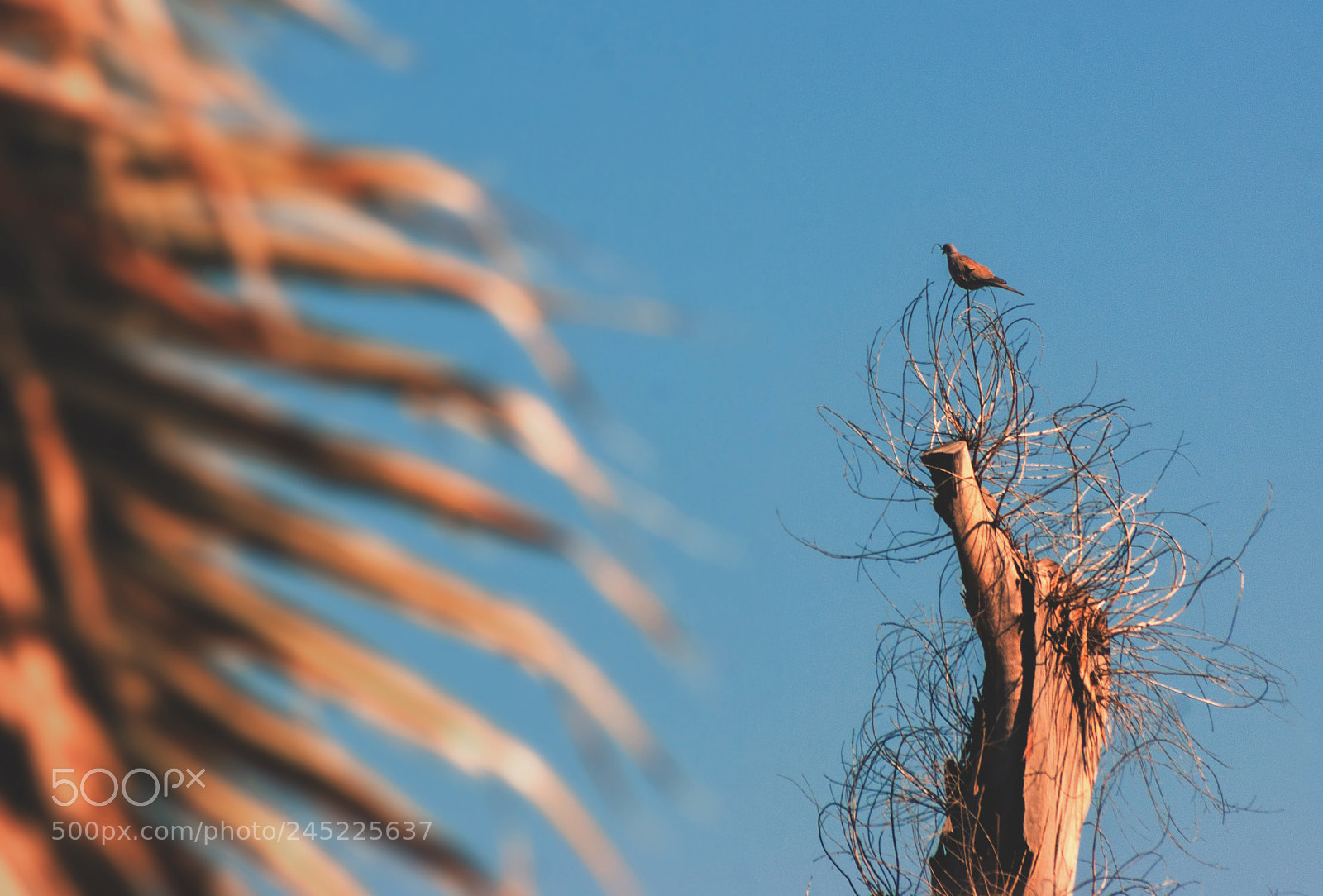 Sony Alpha DSLR-A350 sample photo. Triocompo photography