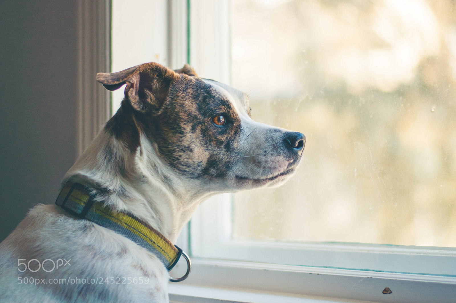 Nikon D5000 sample photo. Doggie in the window photography