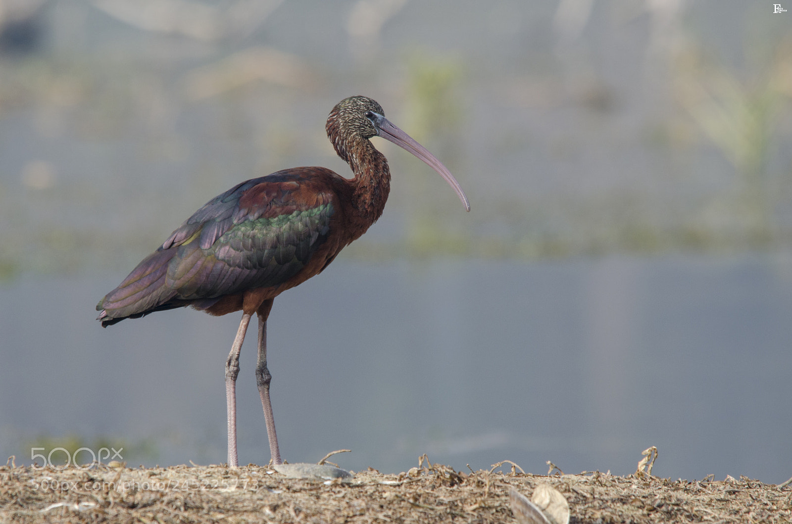 Nikon D5100 sample photo. Birds photography