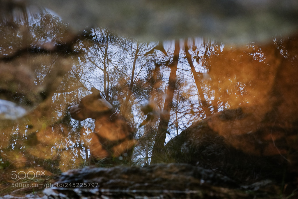 Fujifilm X-T10 sample photo. Untitled photography