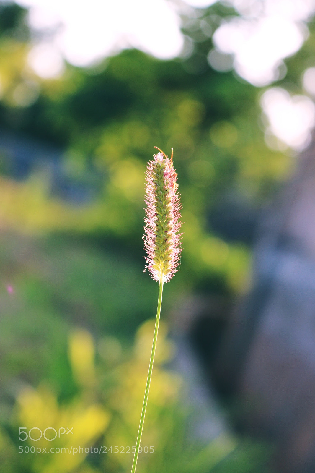 Canon EOS 760D (EOS Rebel T6s / EOS 8000D) sample photo. Untitled photography