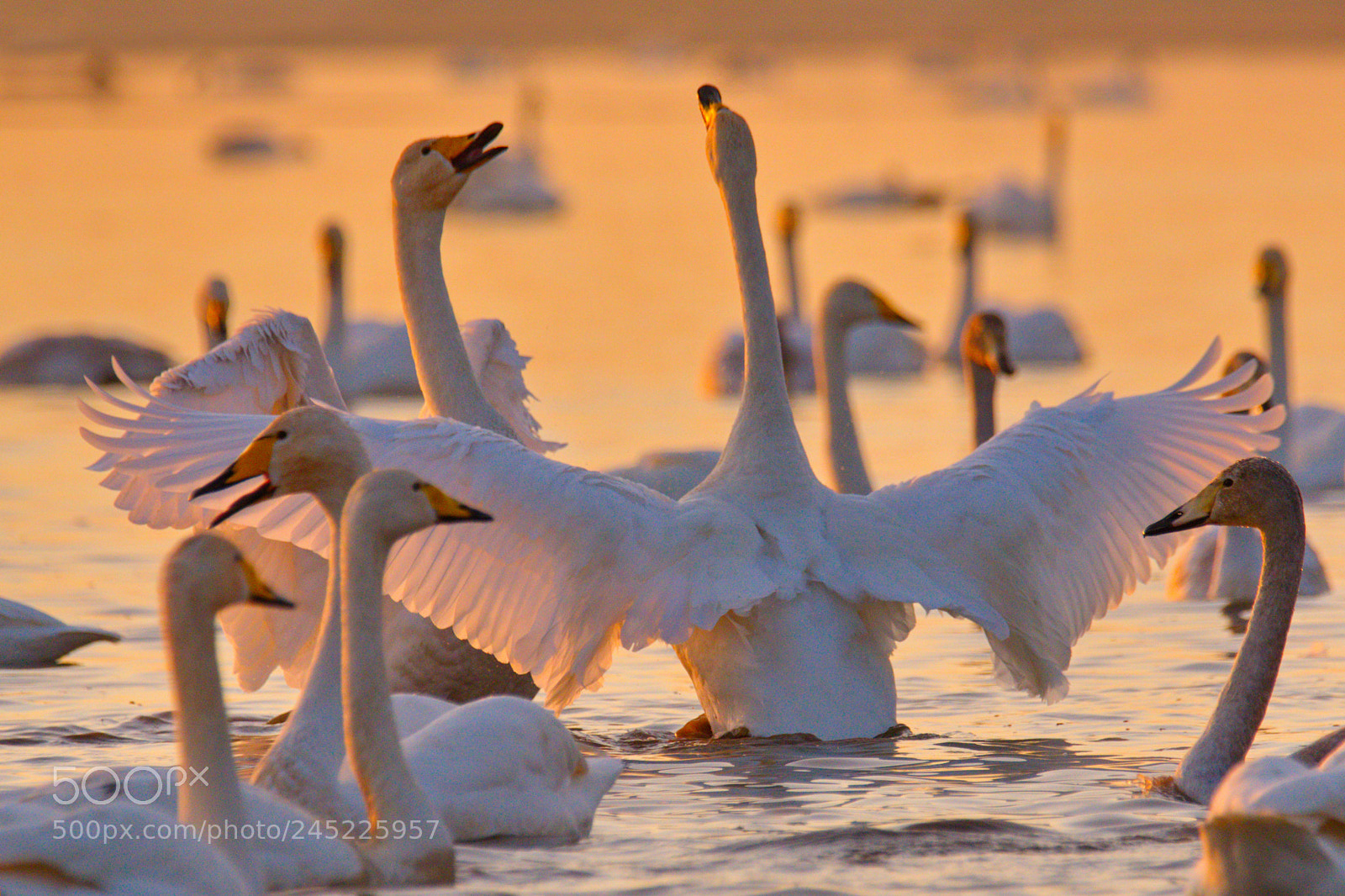 Nikon D500 sample photo. Swan lovers photography