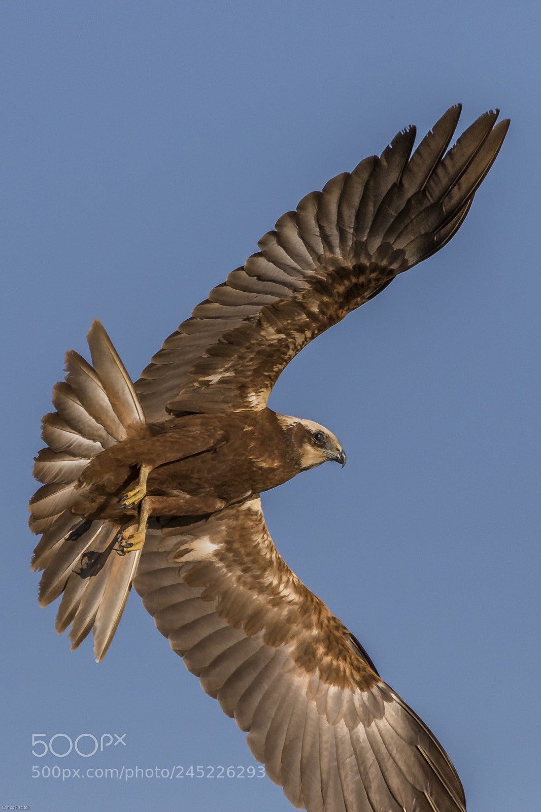 Canon EOS 7D Mark II sample photo. Falco di palude photography