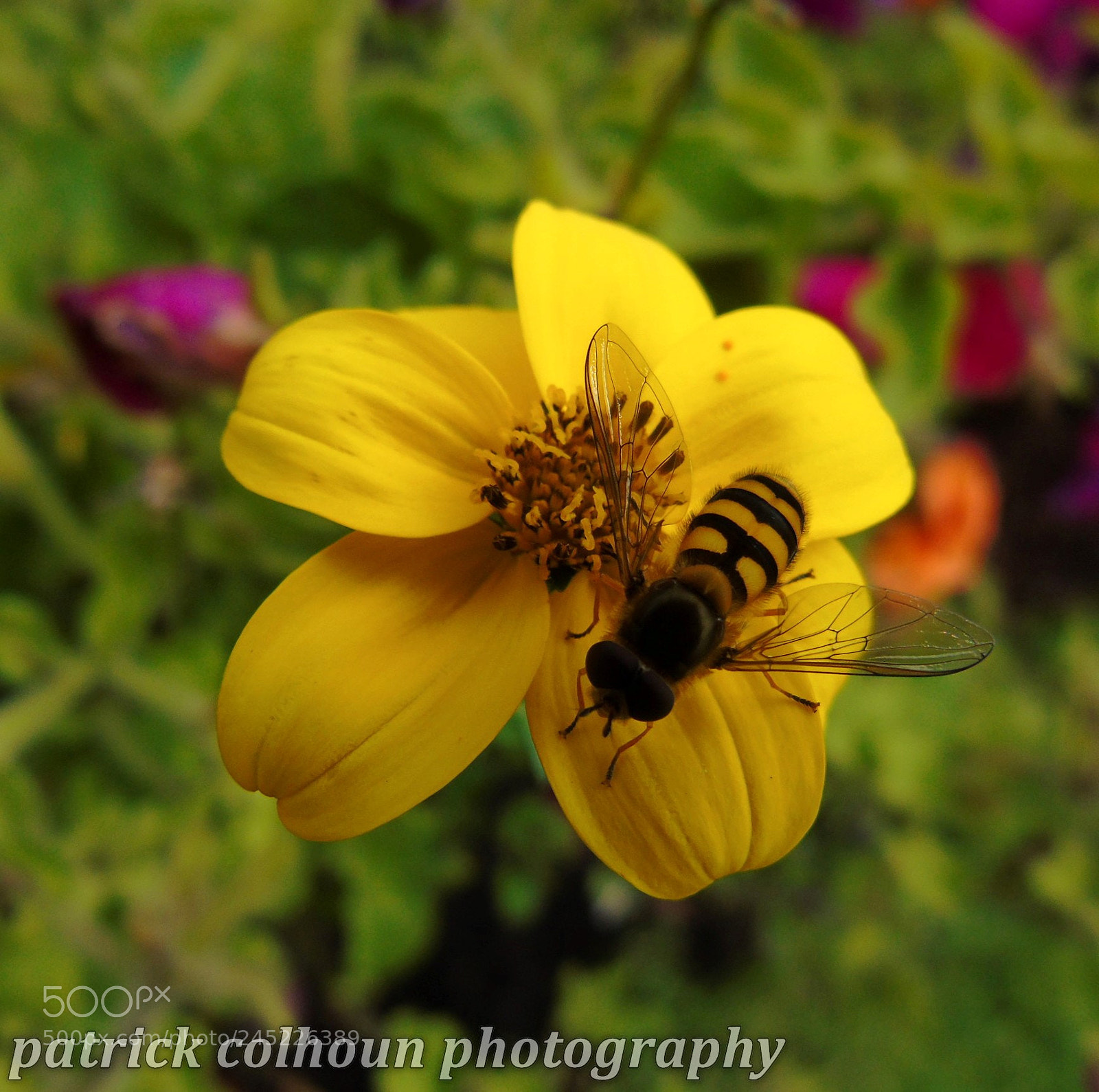 Sony Cyber-shot DSC-H400 sample photo. Wild flower photography