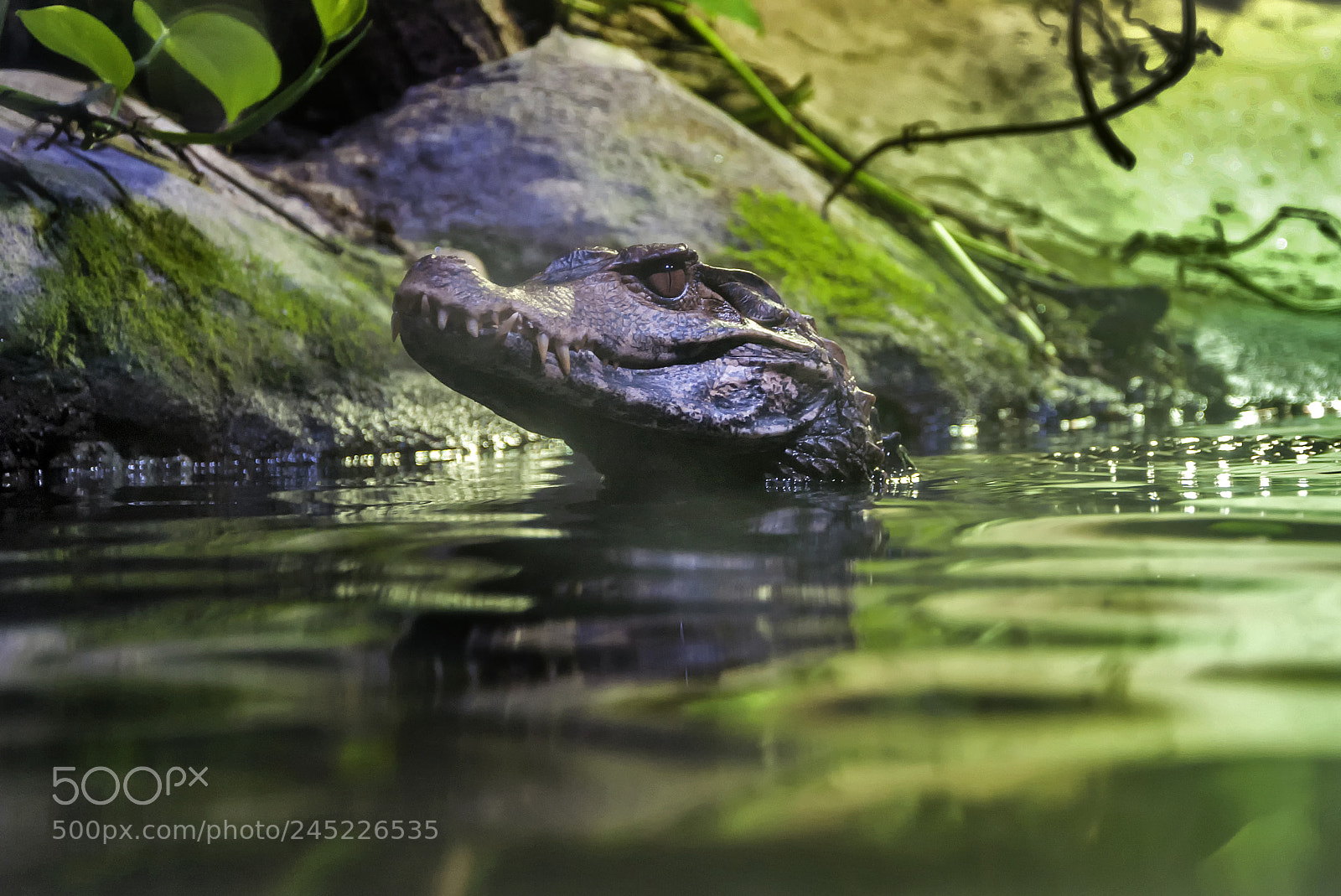 Nikon D90 sample photo. Crocodile surfaces photography