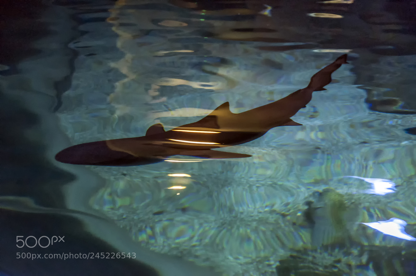 Nikon D90 sample photo. Silhouette of a shark photography