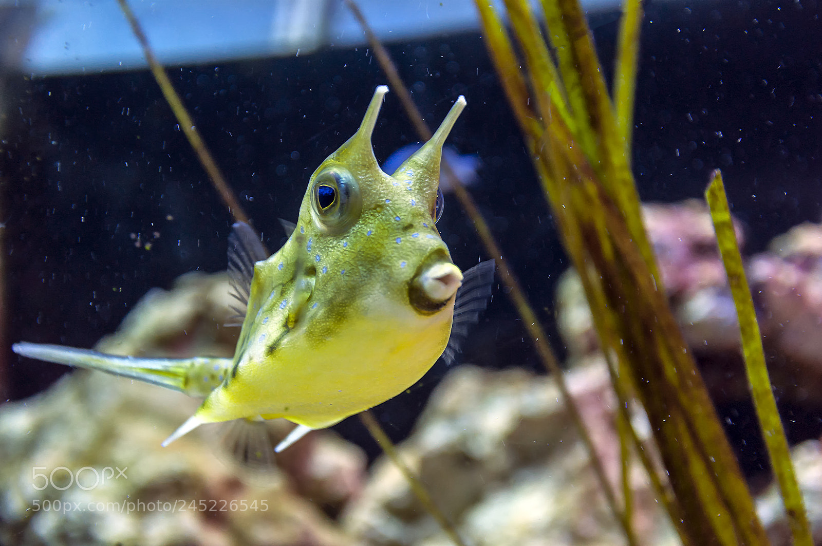 Nikon D90 sample photo. A cowfish photography