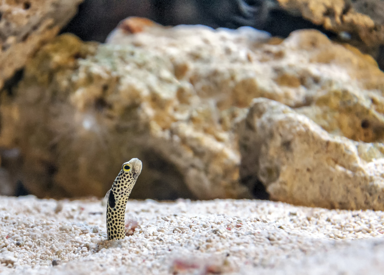Nikon D90 sample photo. Sand worm photography