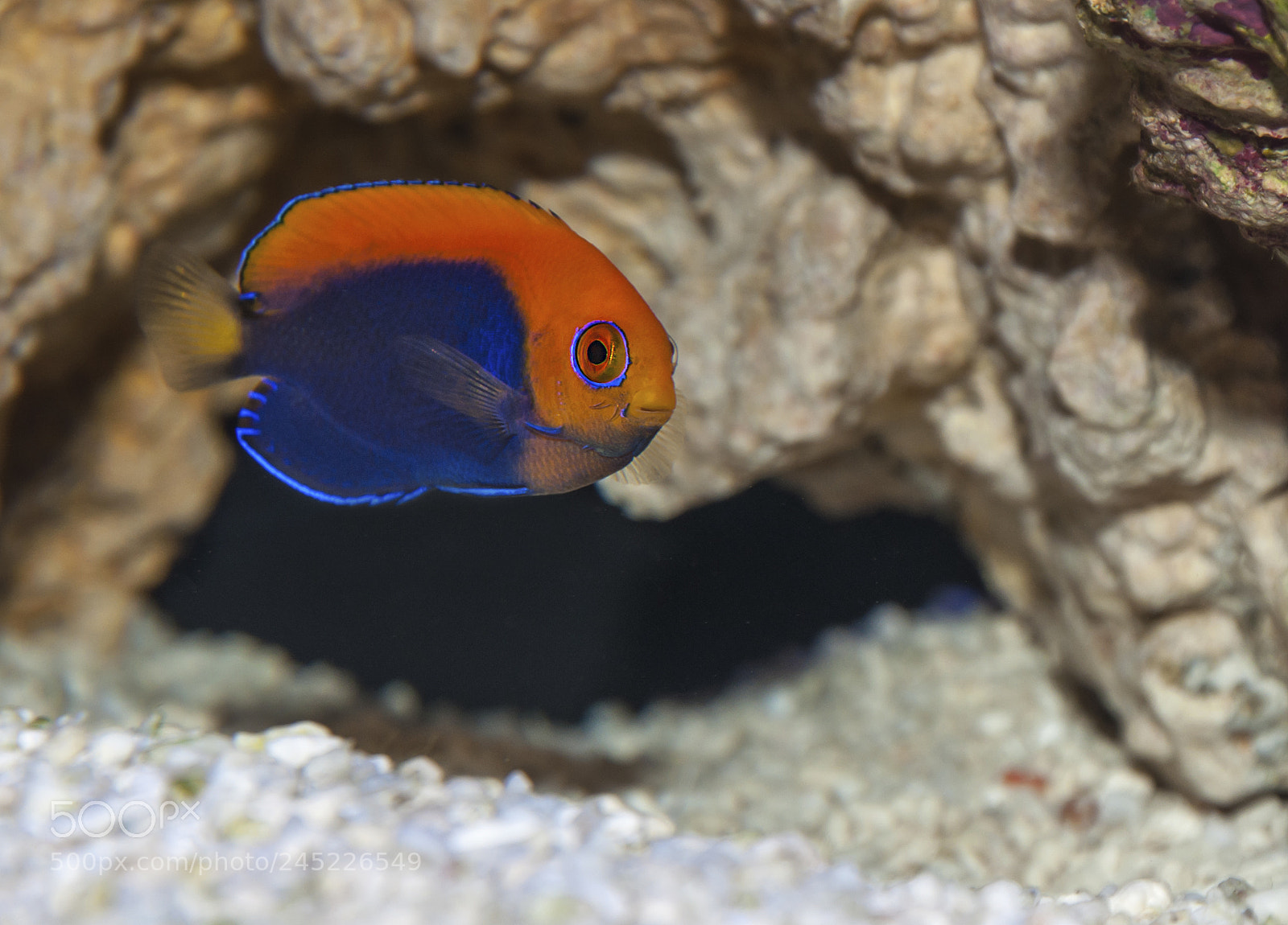 Nikon D90 sample photo. Dwarf angel fish photography