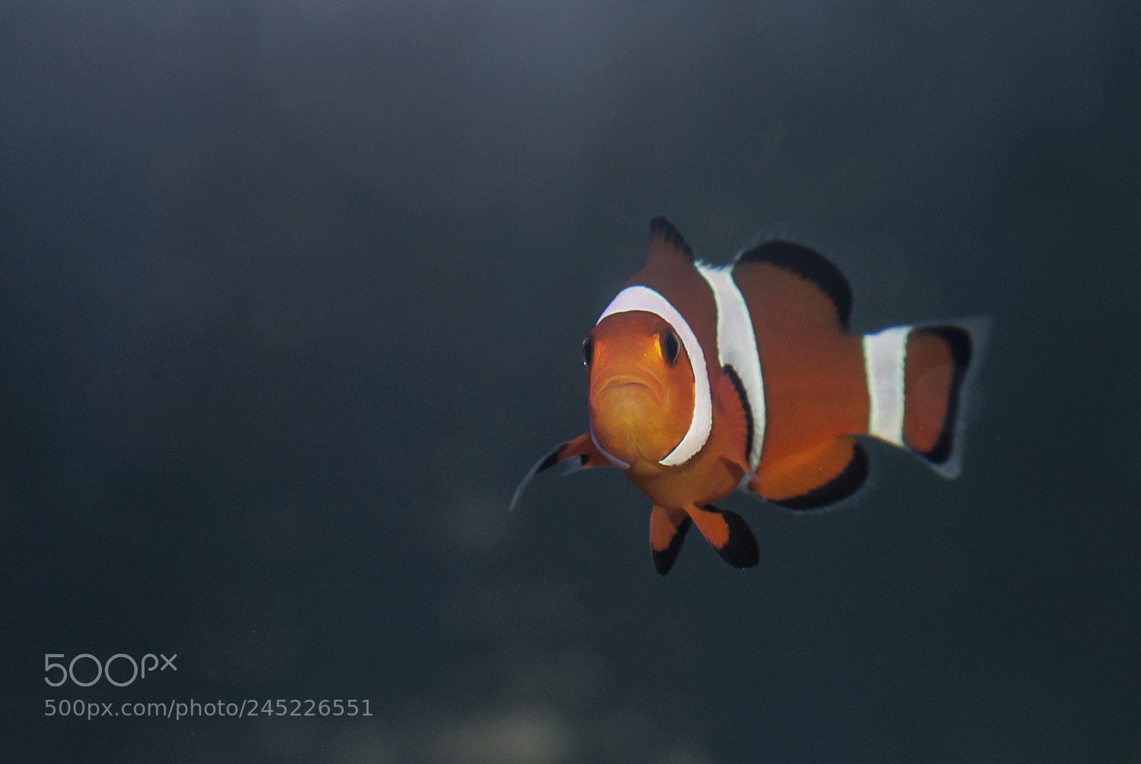 Nikon D90 sample photo. Clownfish photography