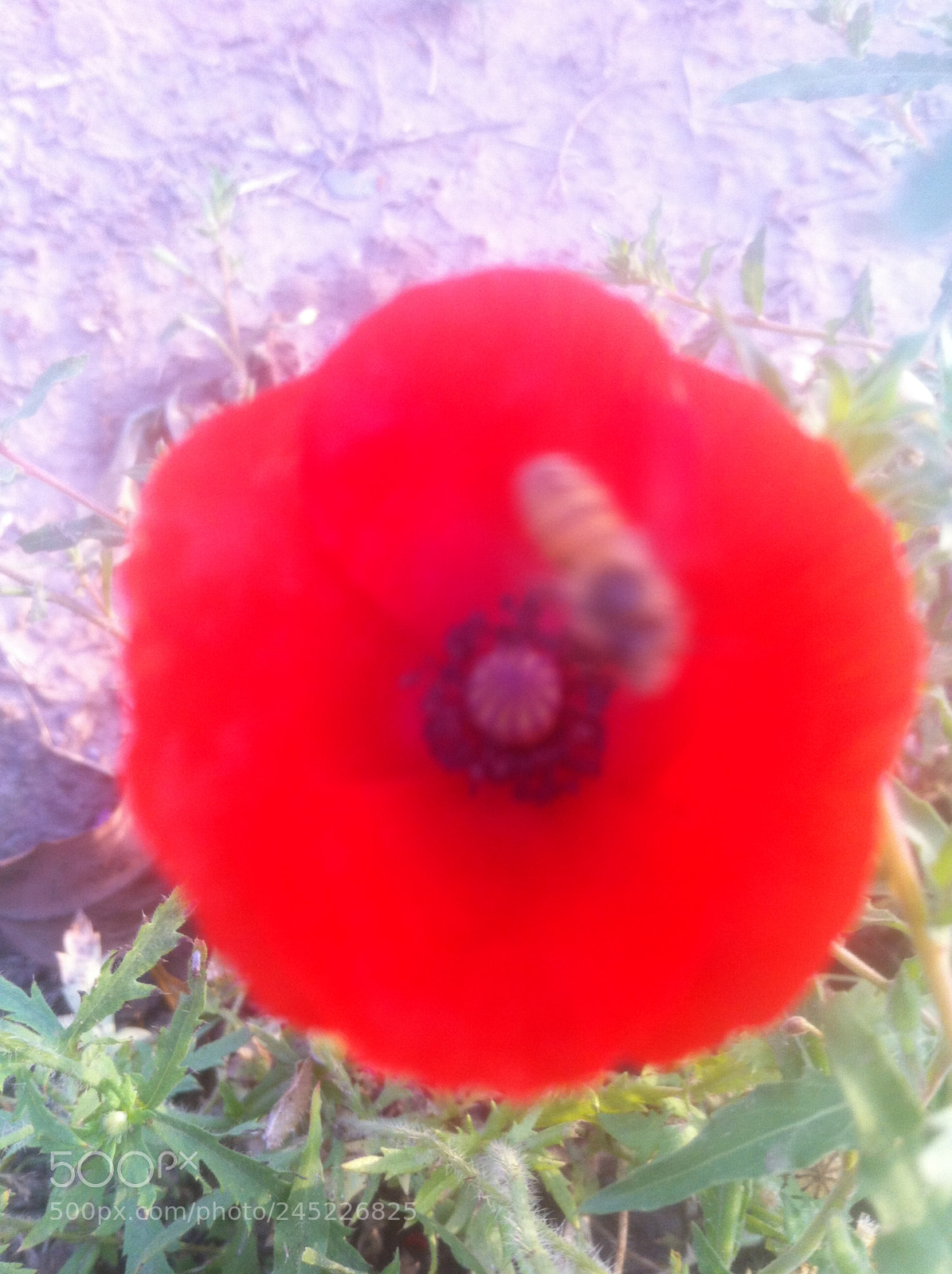 Apple iPhone 4 sample photo. Img photography